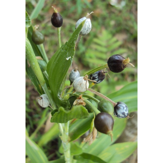 Flash Sale - Bibit Benih Hanjeli - 5 Biji