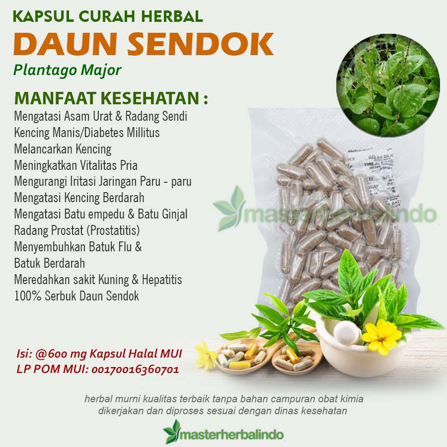 

DAUN SENDOK 100 Kapsul Herbal ISPA Peluruh Kencing Darah Bisul Empedu