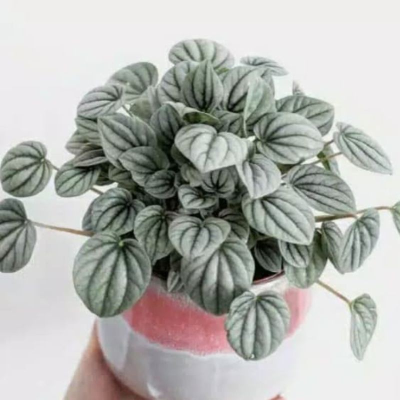 peperomia silver