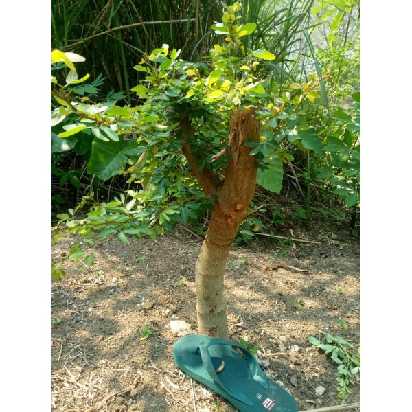 Bahan Bonsai Asem Londo (dongkelan)