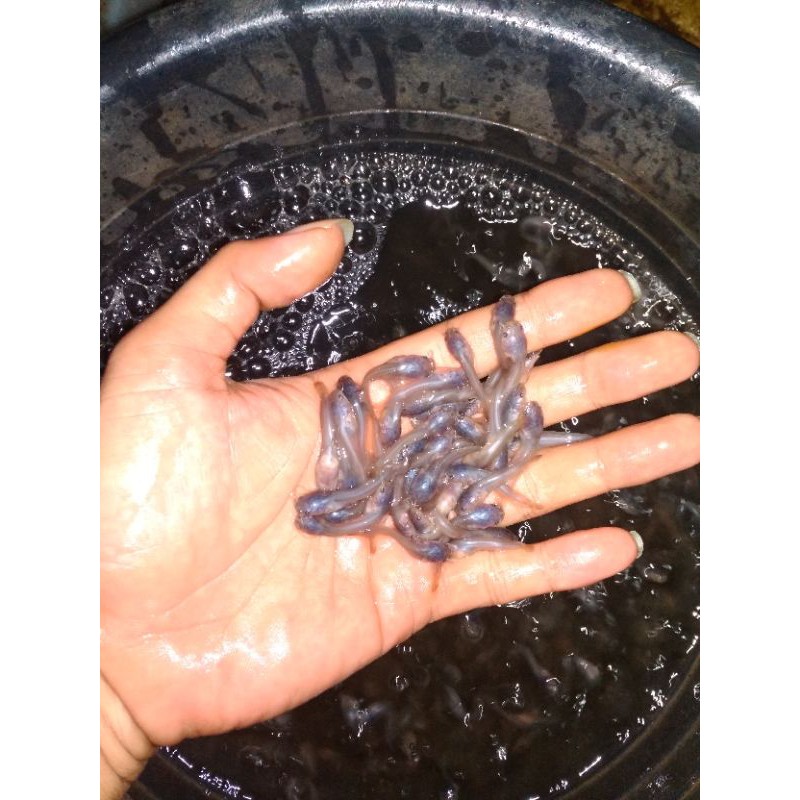 bibit lele size 23 cm isi 1000 ekor