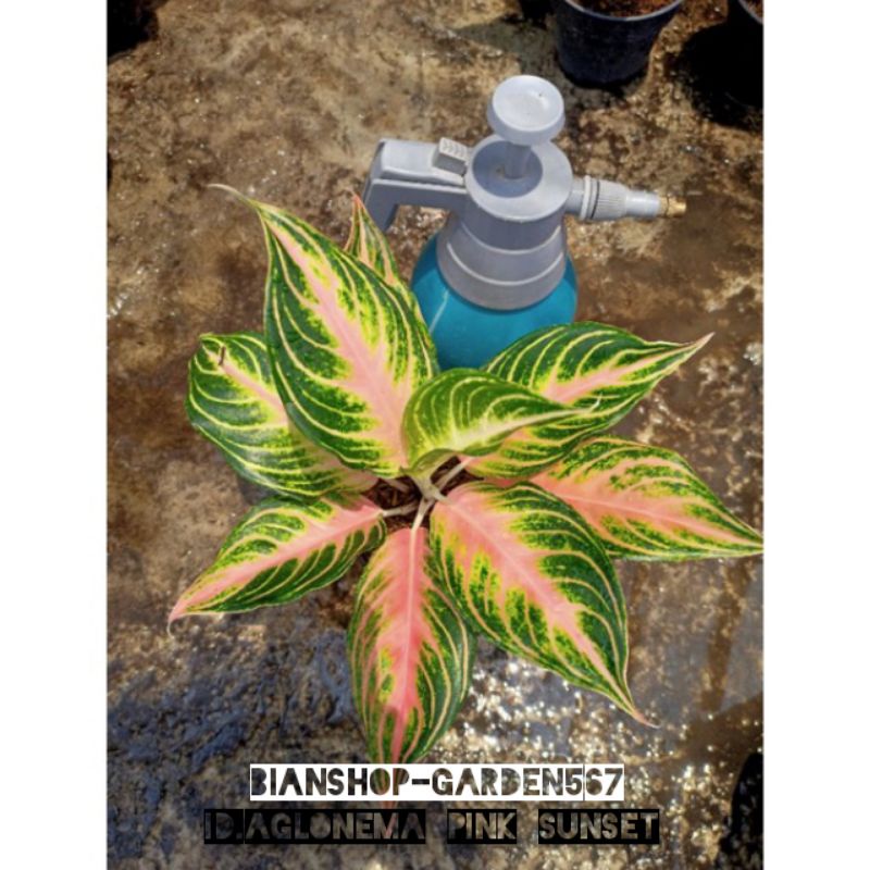 AGLONEMA PINK SUNSET REMAJA DAUN 6-7 WARNA CANTIK SUPER