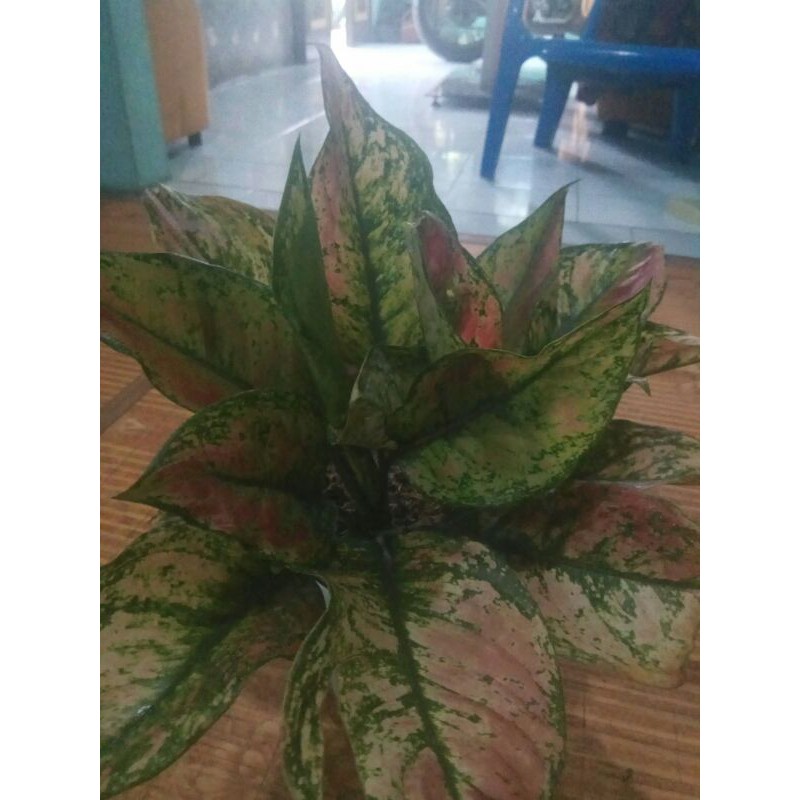AGLONEMA HENGHENG - AGLONEMA BERCAK HIJAU PINK - AGLONEMA MURAH - AGLONEMA LANGKA