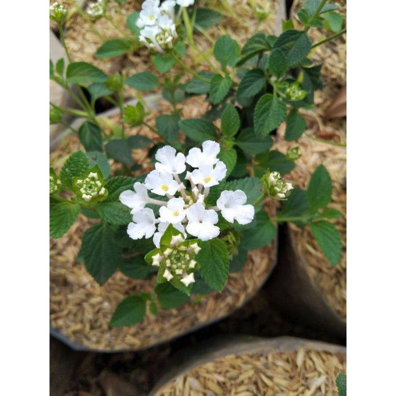 tanaman hias lantana bunga putih