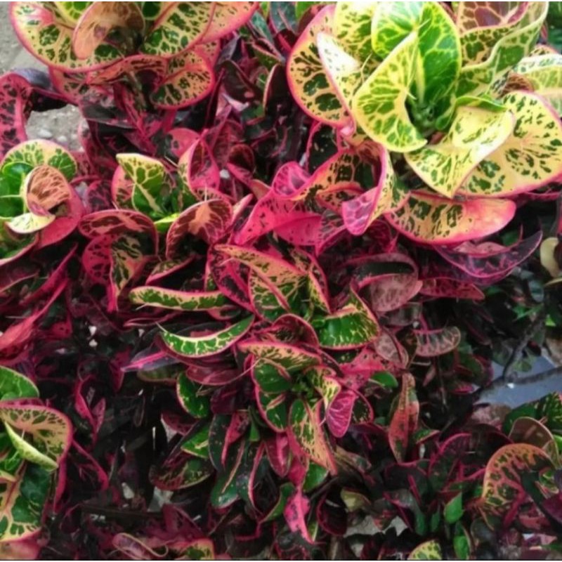 Tanaman Hias Puring Kura/Bibit Tanaman Hias Puring Kura/Bibit Pohon Puring Kura