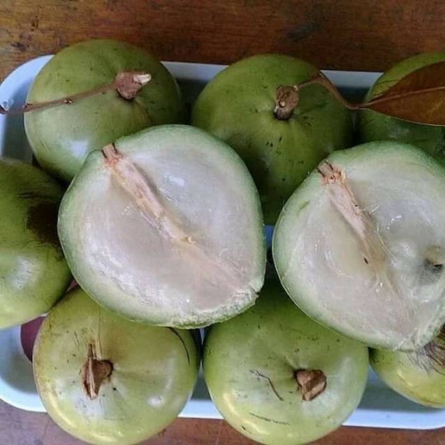 Bibit Buah Kenitu  //  Sawo Durian Berkwalitas