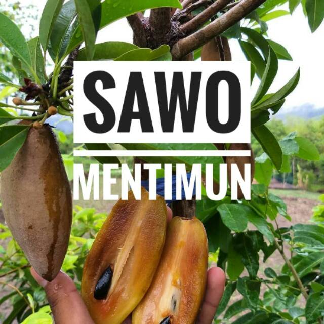 Bibit Sawo Mentimun || Bibit Sawo Mentimun Jumbo || Bibit Sawo Okulasi