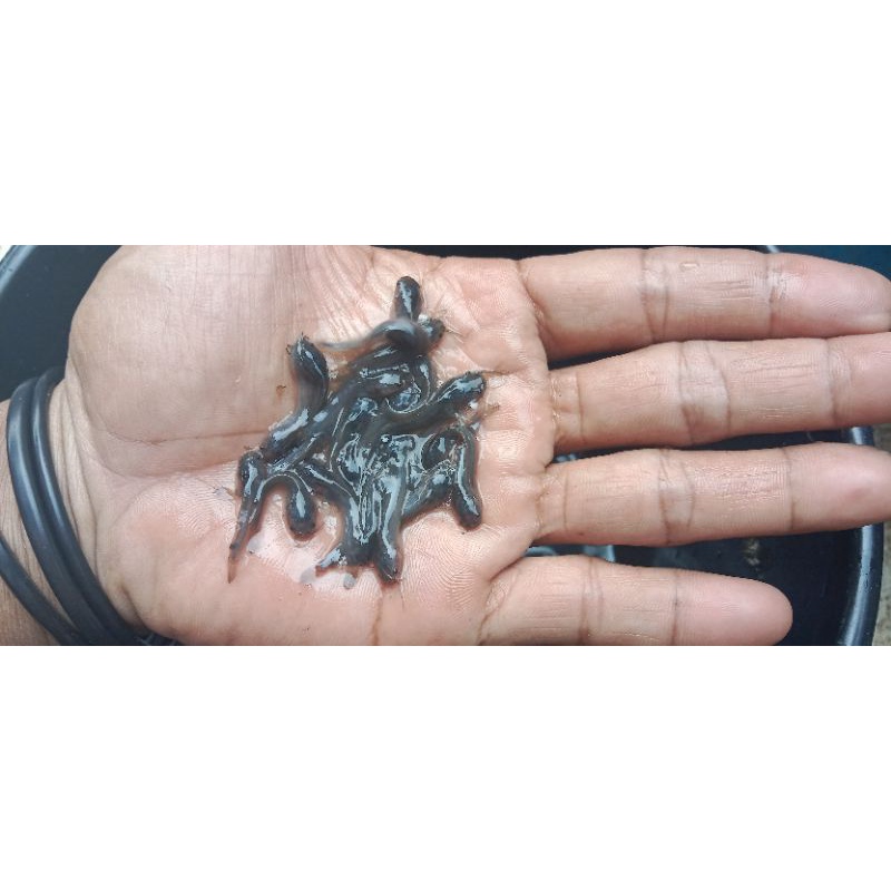 BibiT /BeniH ikan lele uk2-3cm