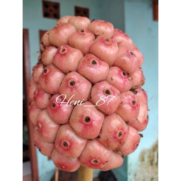 

buah honje segar 1kg