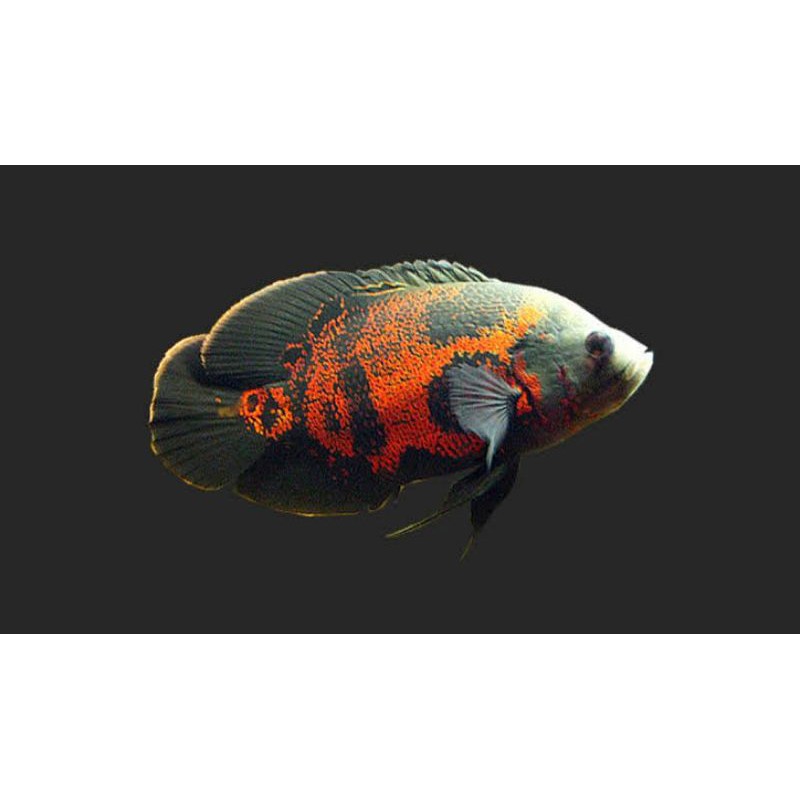 ikan Oscar batik