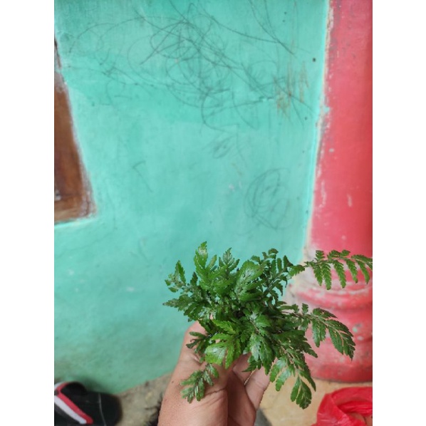 pakis paludarium wabikusa tanaman aquascape