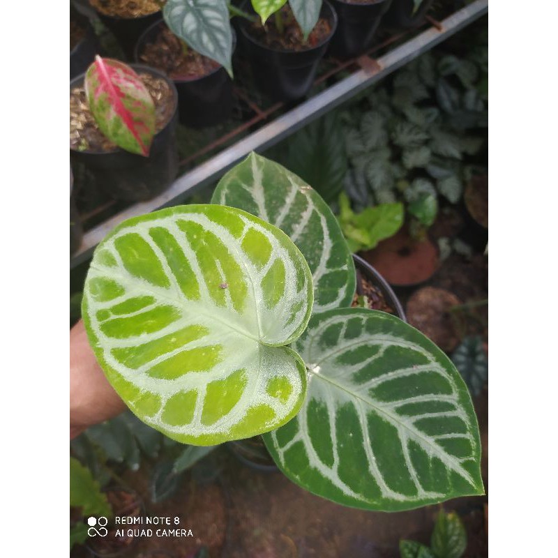 kuping gajah dorayaki silver