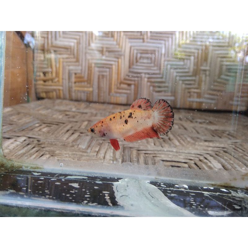 ikan cupang hias female orange koi tiger anakan multicolor free packing gratis packing