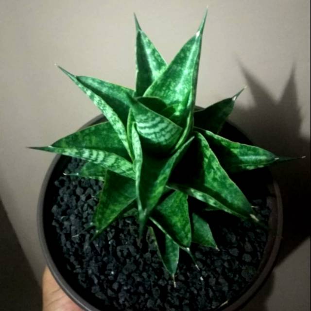 Sensivera Hybrid Sindoro Sumbing - Tanamam Hias Hidup