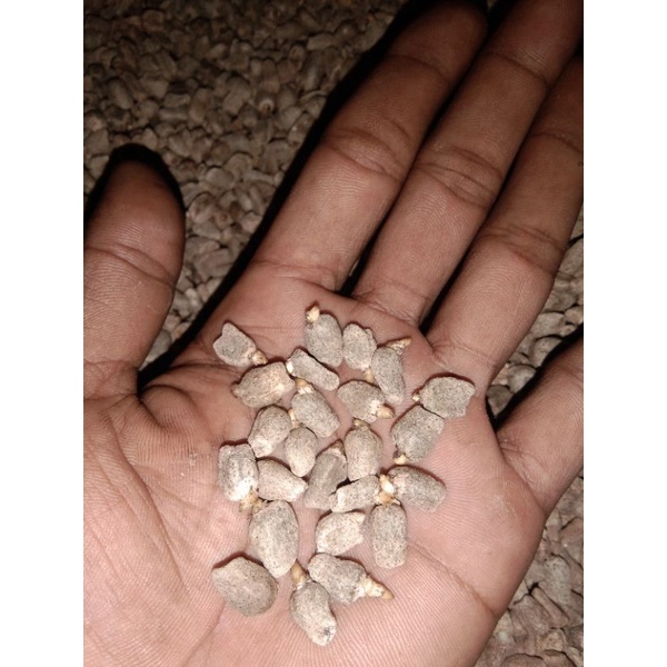 

biji spora gred BC( 1kg ) harga sahabat bisa COD