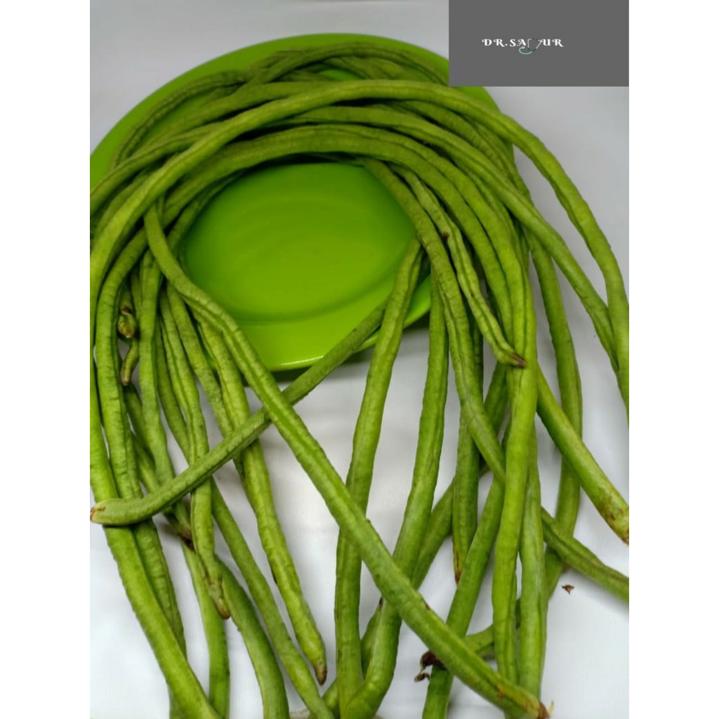 

Kacang Panjang