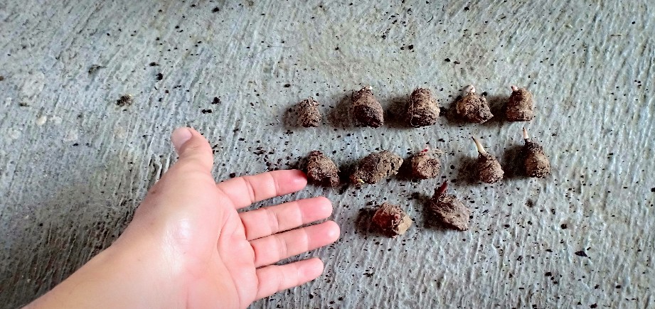 Cladium White Qween Bonggolan