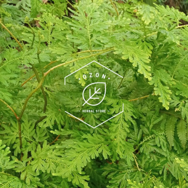 

Daun Cakar Ayam Segar Kemasan 1kg
