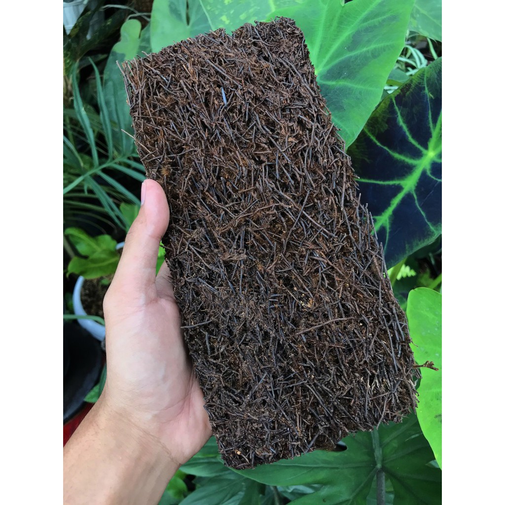 Media Tanam Akar Pakis Kotak ( Lempengan ) - satuan per kotak