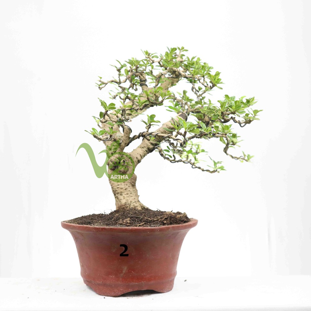 Bahan Bonsai Hokiantea - Medium - 2