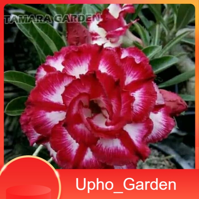 

Bibit Bunga Kamboja Adenium Phet Mon Kon - Upho_Garden