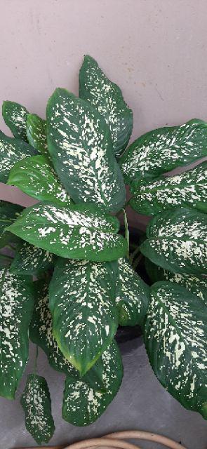 Tanaman Hias Bibit Kuping Gajah - Kuping Gajah