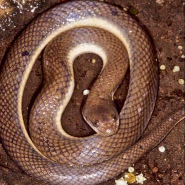 Ular Air Kelabu Enhydris Plumbea Shopee Indonesia