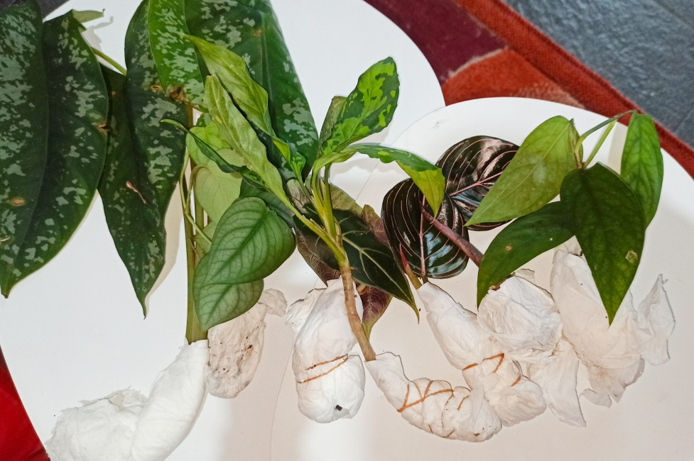 Alocasia Silver Sp Sumut