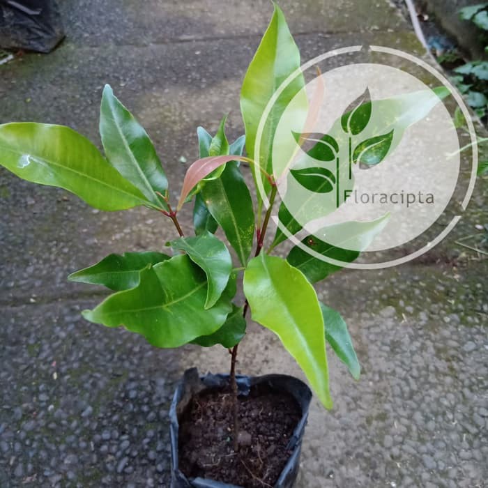 TERBARU Bibit Pohon Cengkeh Bibit Tanaman Cengkeh MURAH