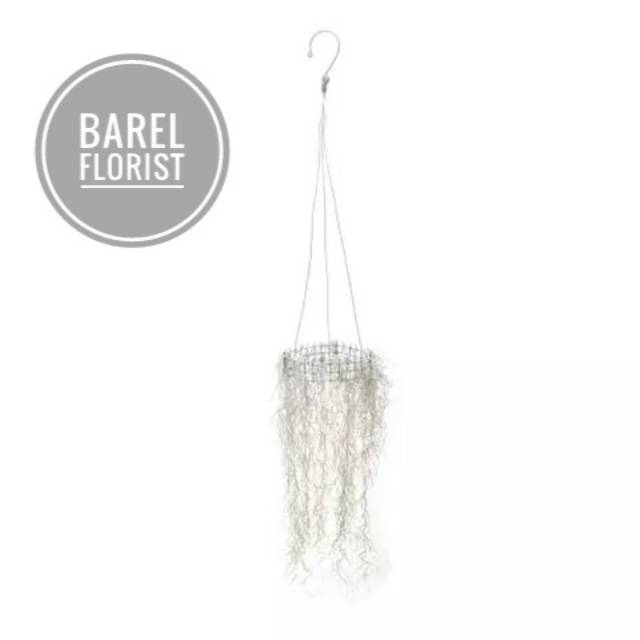 Tanaman hias Jenggot Dewa / Jenggot Musa