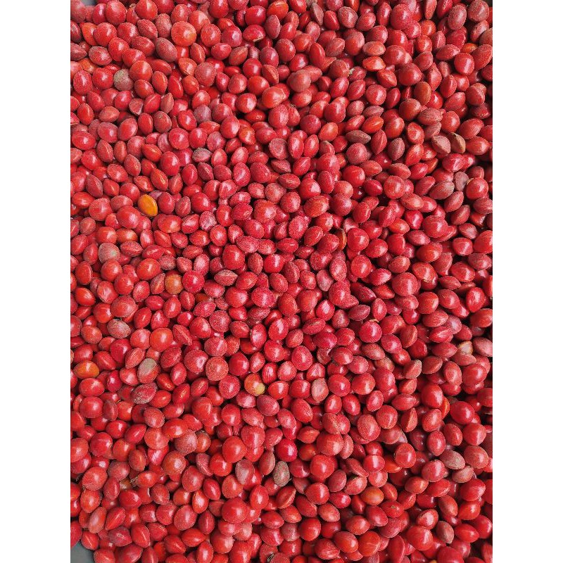 

biji saga pohon 50gr