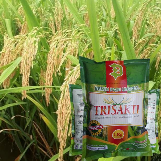☄ Bibit Padi Trisakti ♪
