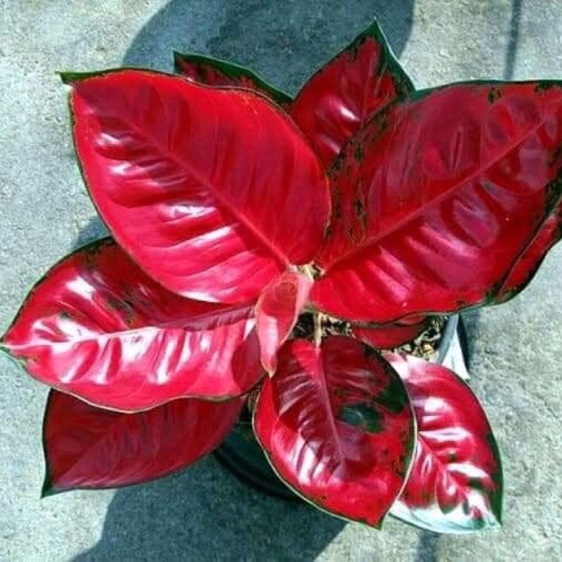 (NEW) Tanaman Hias Aglonema suksom Red|(BONGGOL Aglonema Suksom)