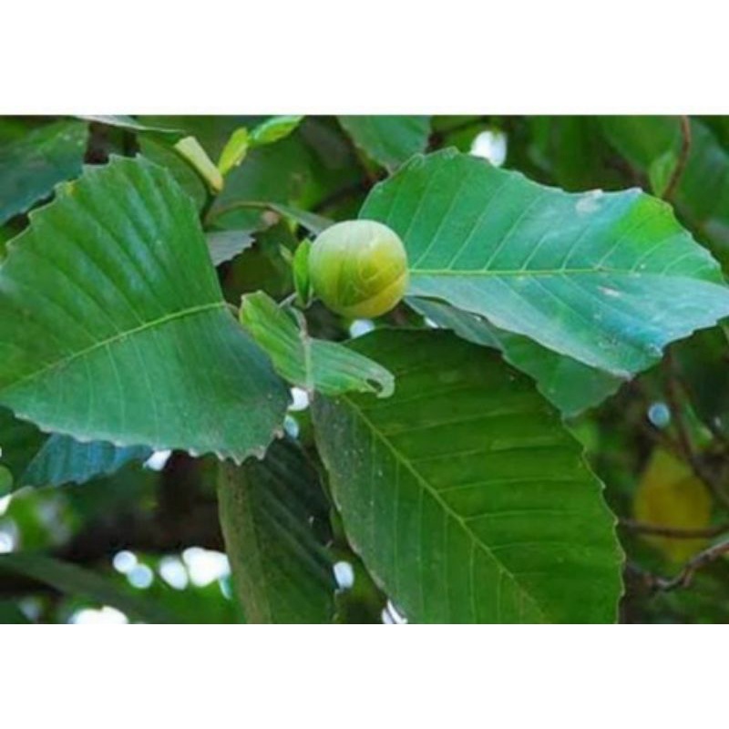

Paket irit 500gr daun Sempur segar