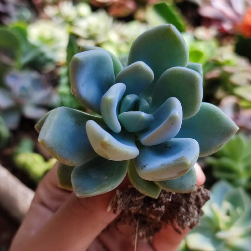 Sukulen Graptoveria Supreme Echeveria Opalina Murah