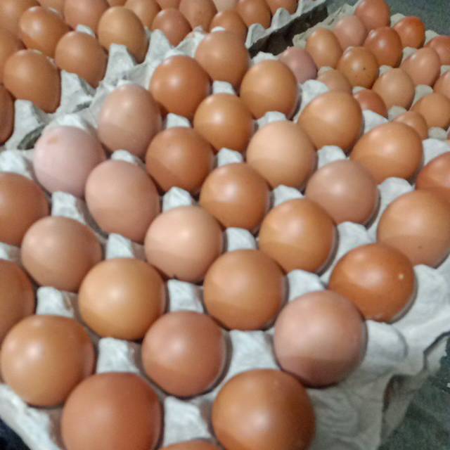 

Telor Ayam Ras Murah Berkualitas