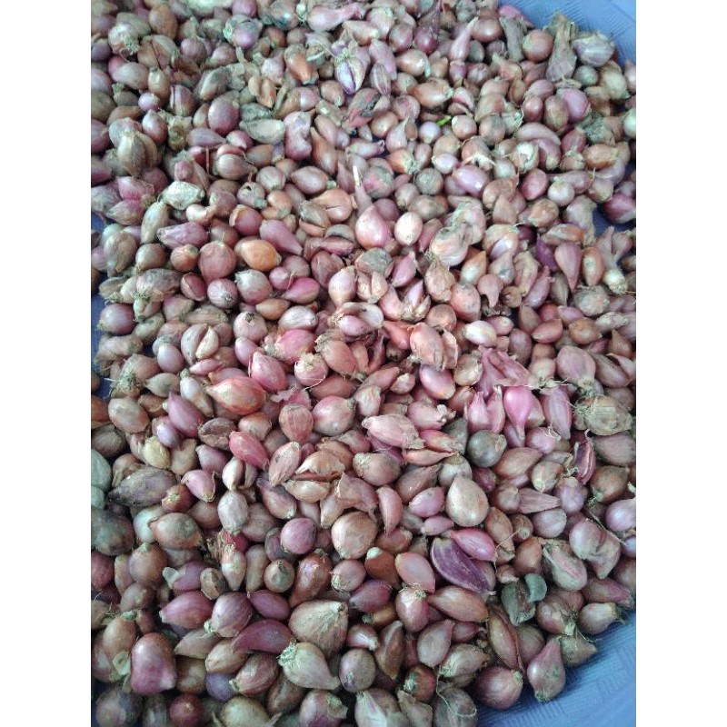

bawang merah kecil