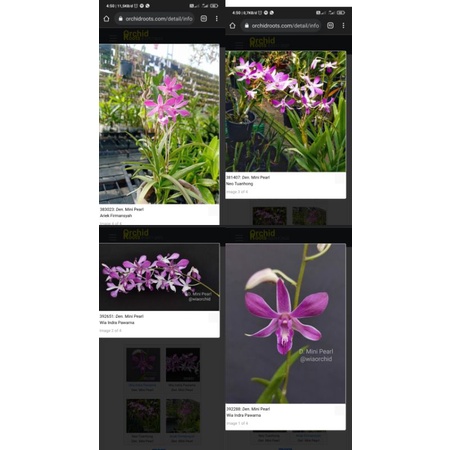 Dendrobium Mini Pearl