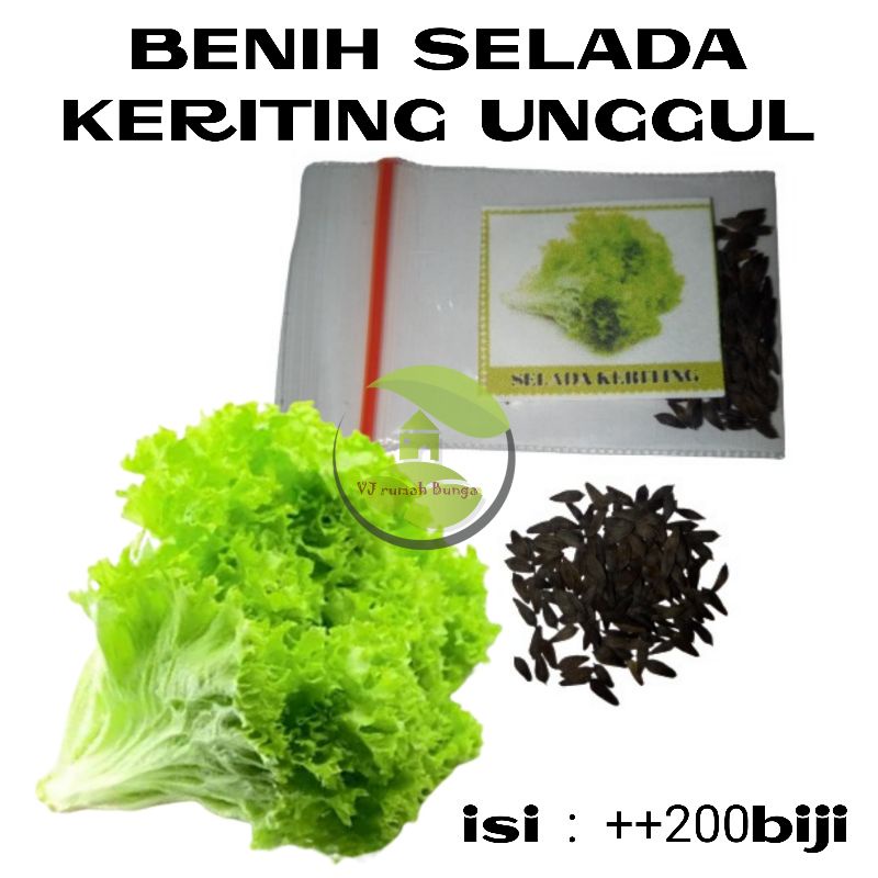 Benih Sayur Selada Bibit Selada Lettuce Benih Letuce-selada hijaukeriting