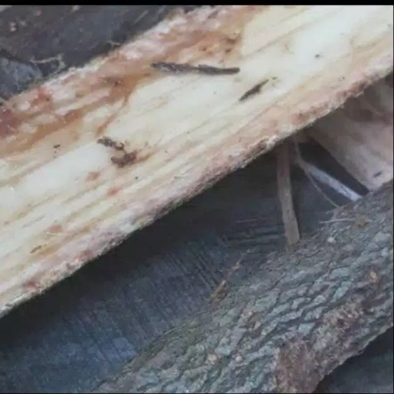 

Jual Kulit Pohon Waru Segar 500 Gram