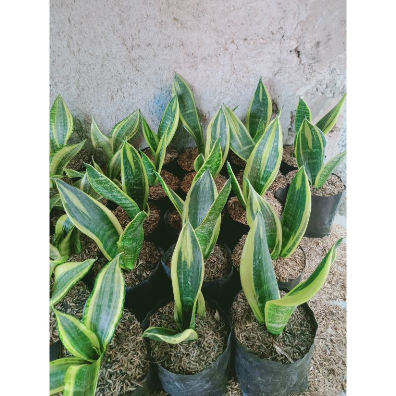 sensivera golden flame-sensivera mini golden flem