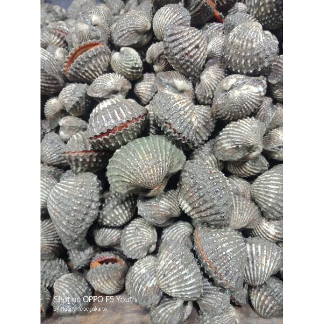 

Kerang dara 1kg