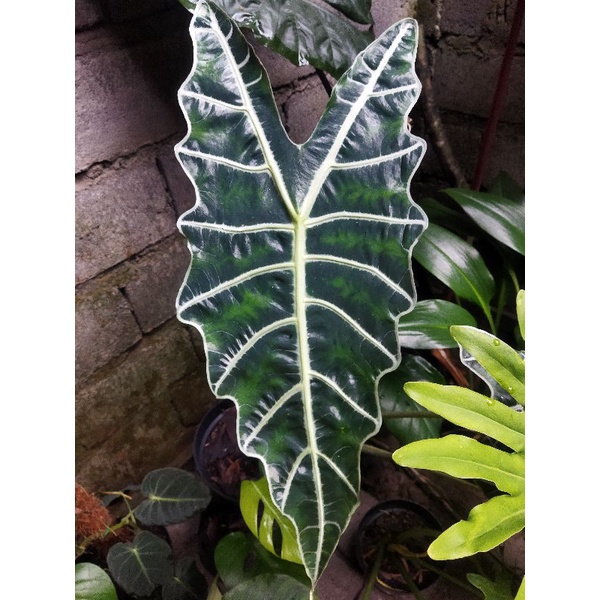 Alocasia Amazonica
