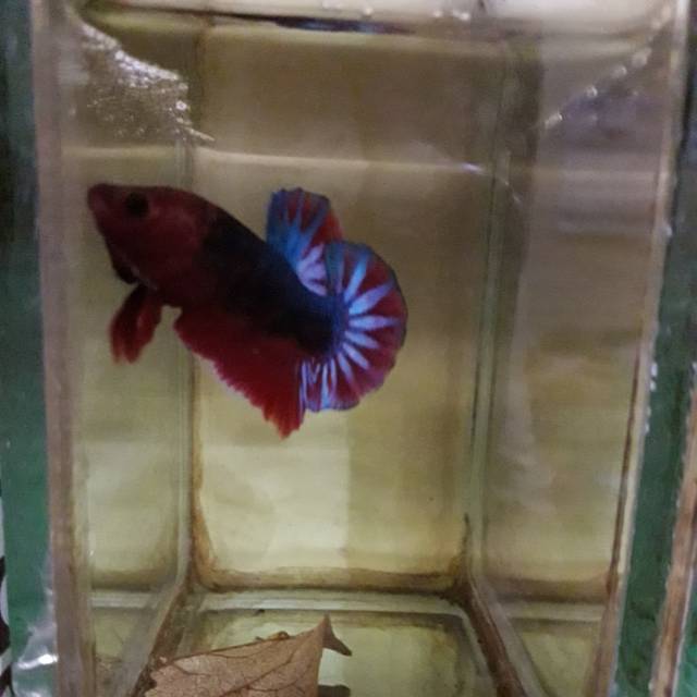 Ikan Cupang Jantan Plakat HELLBOY