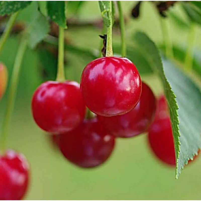 Pupuk Organik Booster Pelebat Cherry Serbuk Terbaik Ampuh Agar Cepat Berbuah Lebat,Pupuk Organik Perangsang Buah Cherry Agar Cepat Berbuah,Pupuk Organik Cherry Mampu Atasi Rontok