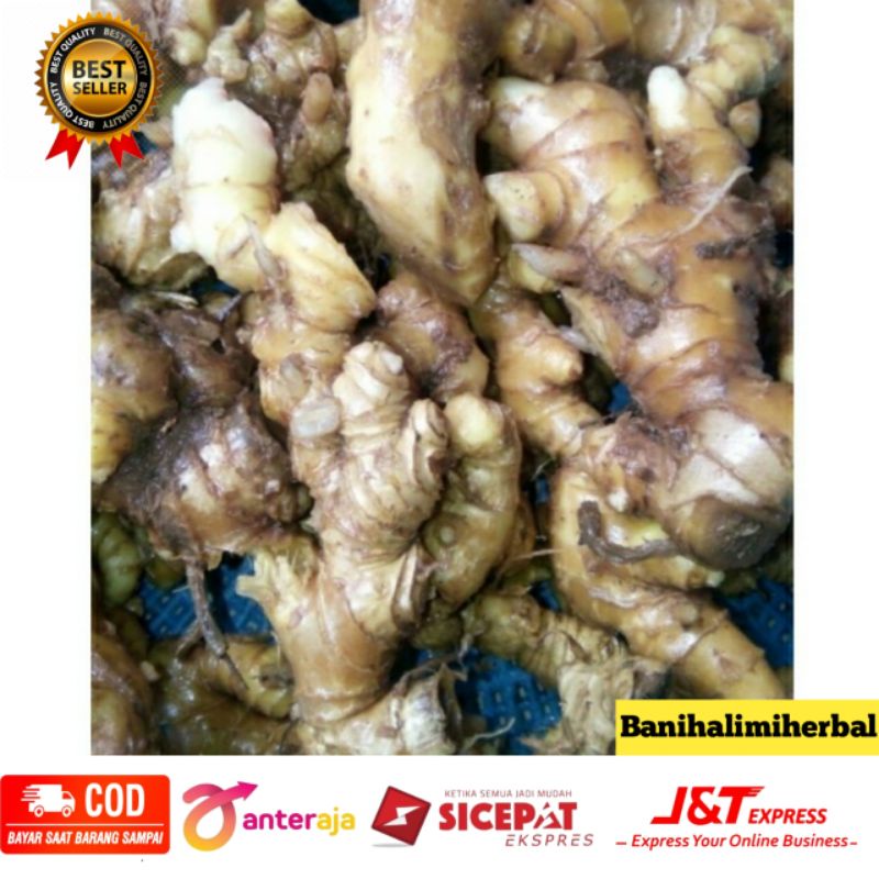 

Lempuyang segar 100 gram