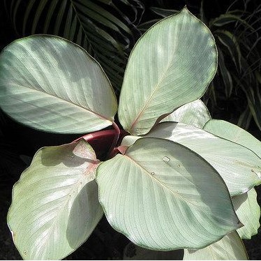 calathea silver plate bibit tanaman hias daun