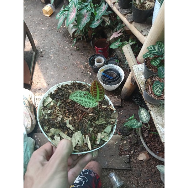 Anthurium dorayaki mangkok