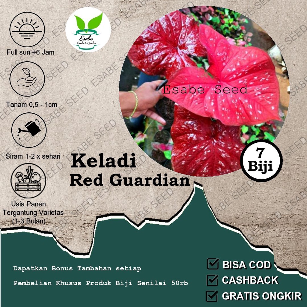 Benih Biji Caladium Red Guardian Keladi