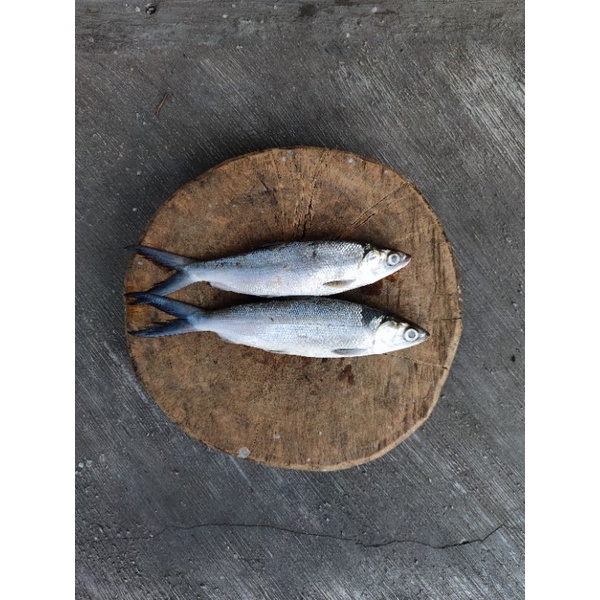 

Ikan Bandeng segaar 1kg